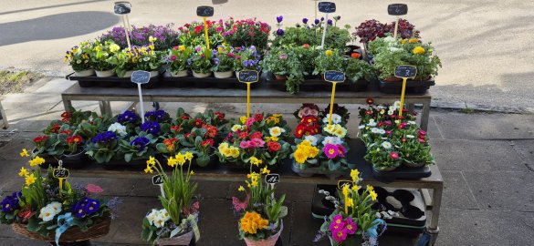 Blumengestecke und Arrangements